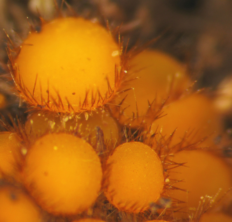 Cheilymenia stercorea (Pers. Fr.) Boud. f. stercorea